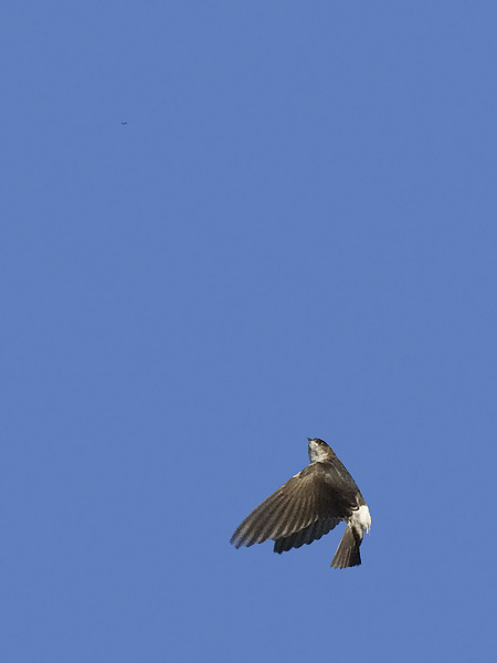 Räystäspääsky, Common House Martin, Delichon urbicum